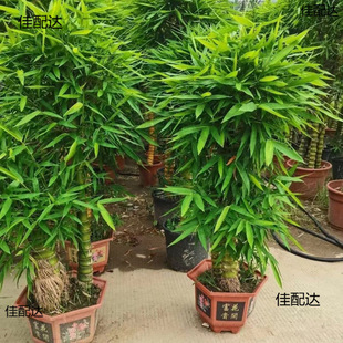 �ļ��������������S���辰�҃����_�h�񻨻������񻨺��B�^�p��