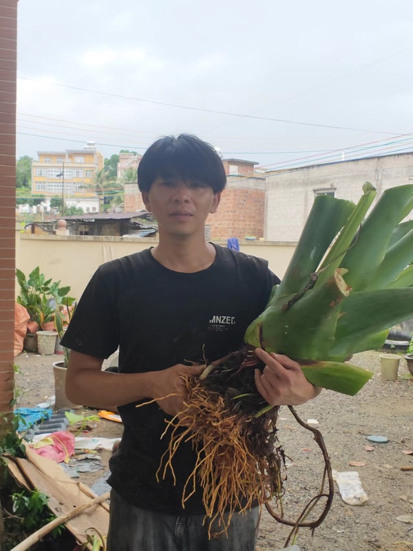 象耳タロイモ 大野タロイモ 大型屋内緑植物 リビングルーム 大葉鉢植え 中庭葉植物 非滴下観音|undefined
