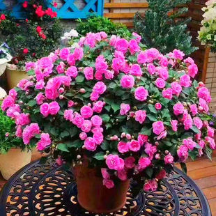 �P�ɻ��N�� ָ�׻��P���W�^�P���ļ����׻�ͥԺ�̨���Ի��ܷN��