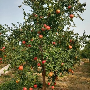 ���l��t��ʯ���2-5��ʯ����� ͥԺ���ԷNֲ�tƤ���ʯ����