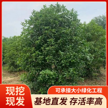 厂家供应桂花丹桂八月桂金桂四季桂优质田土规格齐全基地大量批发