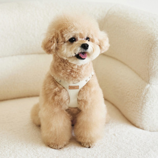 Wholesale INS leather South Korea small dog pu pet dog chain teddy bear out chest strap traction rope