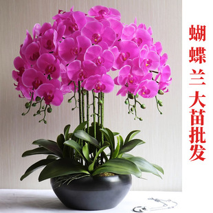 Phalaenopsis Seedlings Are Wholesale in Large Quantities. Potted Phalaenopsis Seedlings with Buds Are Indoor Plants and Florals That Are Easy to Grow in All Seasons