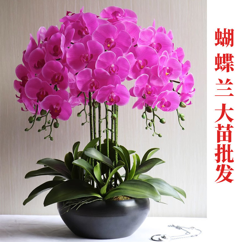 Phalaenopsis Orchid Seedlings Wholesale Potted Phalaenopsis Large Seedlings with Flower Buds Plants Easy to Care for Phalaenopsis with Flower Buds