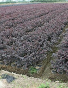 ���ݹ��������t��ľǤ������ͥԺ�G��������t���^ĸСë�����l