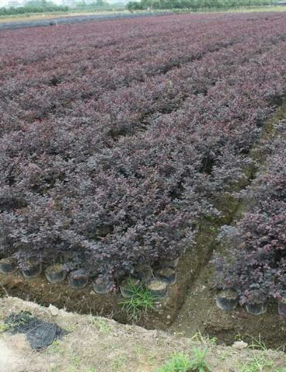 Ханчжоу Поставка Скраб Красный Лоропирум Китайский Горшок для Рассады Двор Озеленение Проект Саженцы Сафлор Мачеха Маленькие Шарики Для Волос Оптом