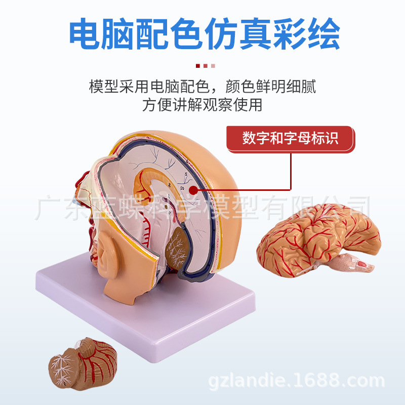 ��ѧ��������ͷ�����ʸ��Զ���ģ�� ͷ�в�����ͷ�Խ��ʿɲ�4����