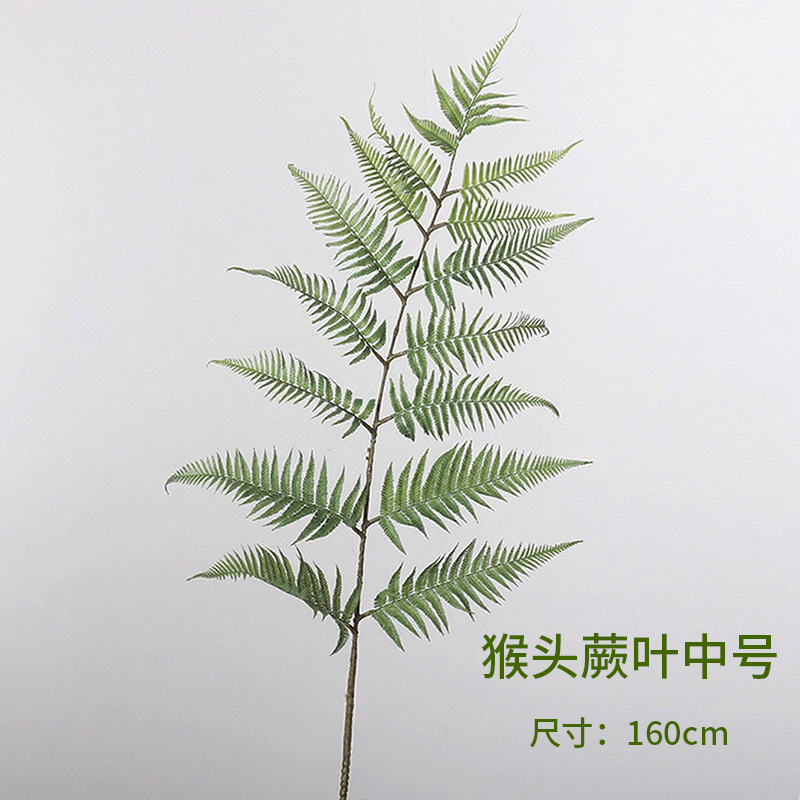 Hoja de Huperia Mediana 160cm