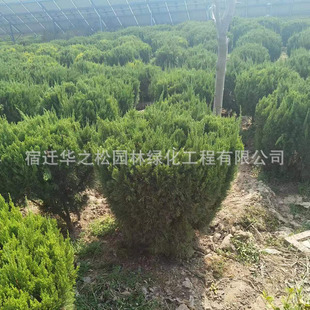 Dragon Cypress Seedlings, Dragon Cypress Saplings, Engineering Green Belt Seedlings, Evergreen Dragon Cypress Balls in All Seasons