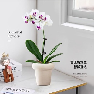 ��ɫ�����m���玧���������������m���͏d�҃�ֲ�ﻨ���ļ����B��