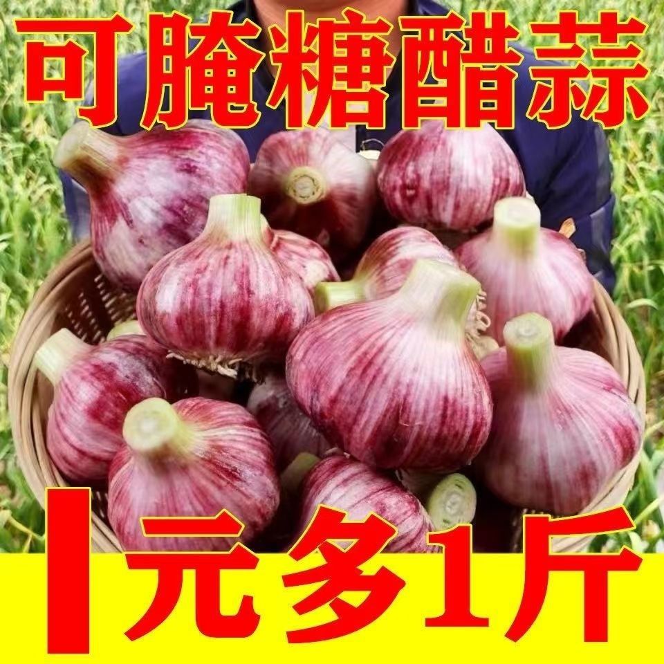 Sweet and Sour Garlic Fresh Garlic Trade price 10 fresh Purple Redskins Large Special 1 One piece On behalf of