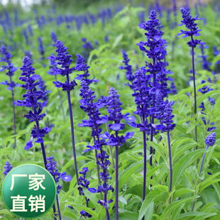 һ���{���N��̫ƽ����β�ݷN�ш@�ֵ�·���^�G�������r�л��N��