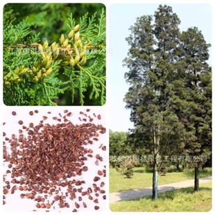 ��ľ�N�Ӱ�ľ�N���ɰطN�����ش��z�ؒ����ľ���������ܰ�