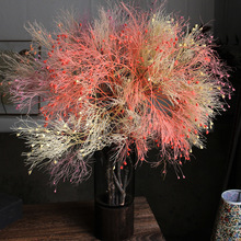 永生花梦幻草柔丝云南天然干花真花手工diy花材婚庆家居民宿装饰