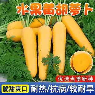 Yellow Carrot Seeds, Radish Seeds, Farm Garden Vegetable Fields, Balcony Potted Plants, Easy-To-Grow Vegetable Seeds in Spring & Fall