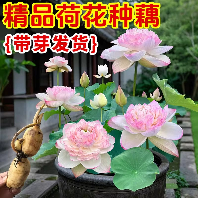 Рассада лотоса, крупные декоративные рассады лотоса, лотос в горшках, семена лотоса для гидропонных прудов, цветы лотоса, водные растения