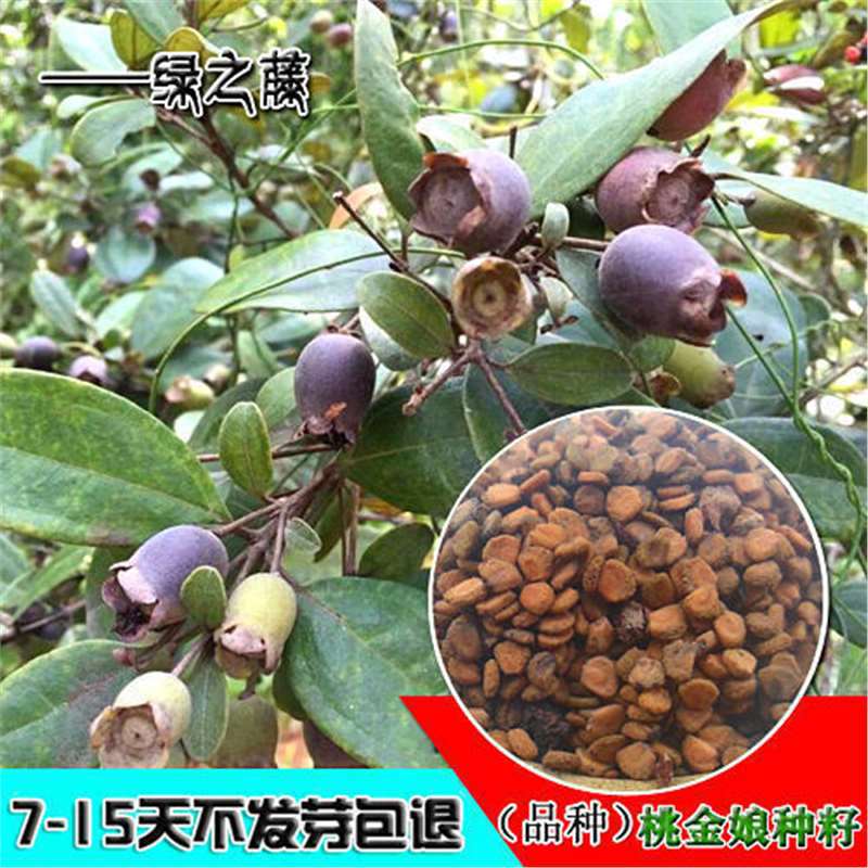 桃金娘种子哆尼仲尼山菍多莲当梨根桃舅娘当泥稔子树种子桃金娘苗