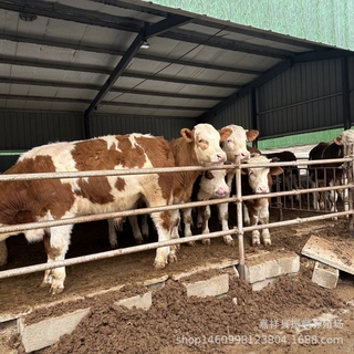 西门塔尔肉牛犊价格 西门塔尔牛养殖批发牛苗 产肉量高 抗逆性强