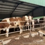 养殖肉牛犊