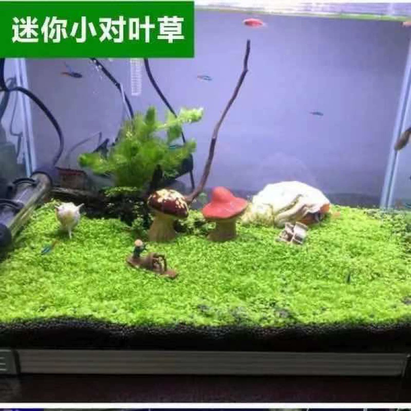 Рыбка аквариум водные растения живая вода вода вода пилотная вода пруд водное растение разведение рыбы для очистки воды качества прудовая вода трава семена древесной водоросли маленькие водоросли