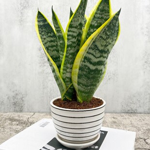 Phnom Penh Dwarf Tiger Tail Orchid Indoor Potted Radiation Protection Office New House Potted Phnom Penh Tiger Tail Orchid Is Easy to Grow in All Seasons