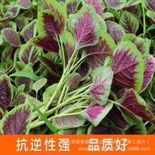 �t�{�˷N���L�۲������̨�߲˷N�Ӵ�ȫ�A�~�h�˷N�Ѵ����ļ��߲�