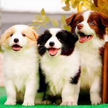 定制批发边境牧羊犬纯种狗幼犬活体狗边牧护卫犬工作犬中型犬幼崽