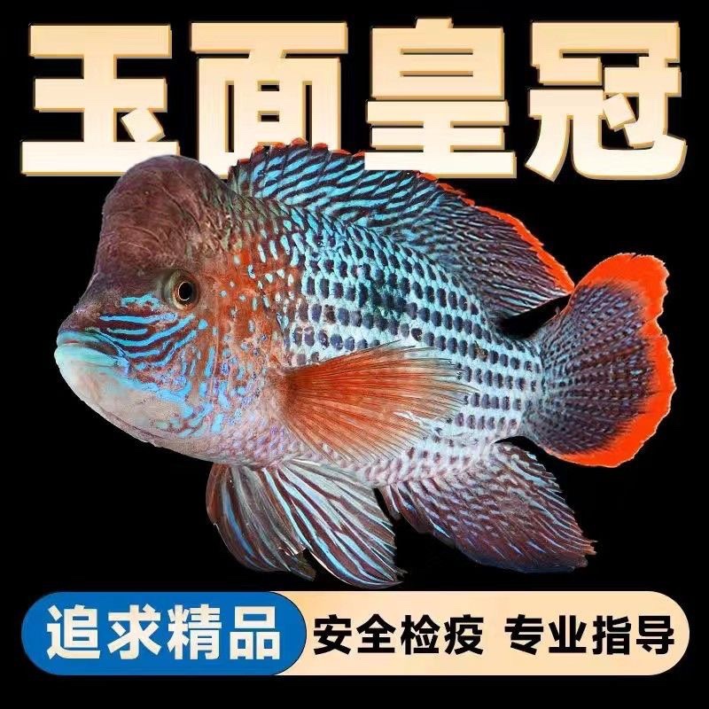 玉面皇冠发财鱼黑白地图活体热带鱼好养元宝大鱼中大型观赏鱼活鱼