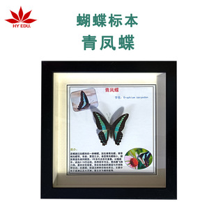 Blue Swallowtail Butterfly Specimen Photo Frame Real Butterfly Specimen Teaching Popular Science Home Furnishings Hanging Painting Decorative Painting