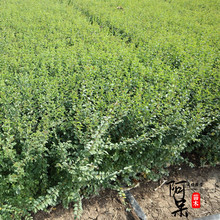 一件代发小叶女贞四季常青不落叶抗寒绿篱围墙别野金叶女贞观叶花