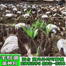 新款菌菌高产母种羊肚菌包种植年菌种阳台家种菌种蘑菇菌种盆栽