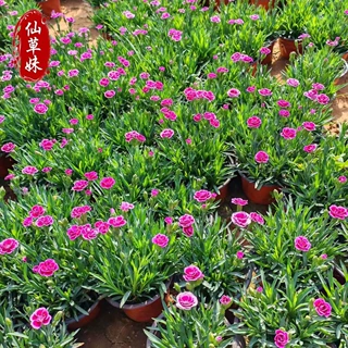 欧石竹花种籽子五彩常夏初吻少女石竹花籽多年生四季播种耐寒种孑