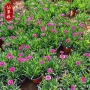 四季少女播种耐寒花籽