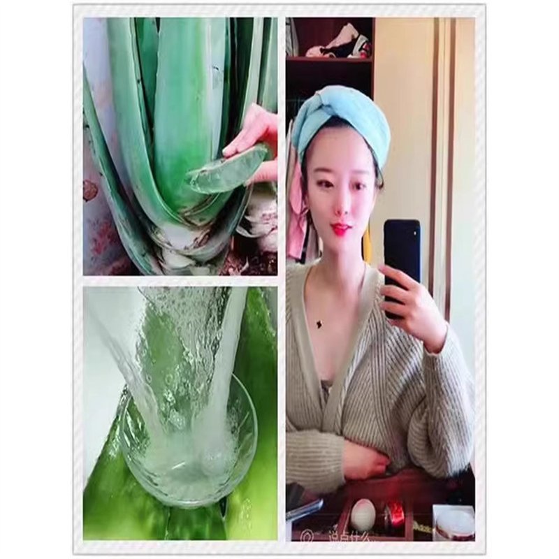 库拉索芦荟盆栽美容新鲜叶片芦荟食用芦荟灌肤美容院专用芦荟植物