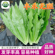 丰禾无斑 高品油麦菜种子厂家发货大田种子耐候好种阳台盆栽可种