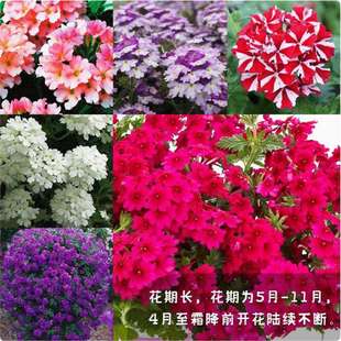���羳��؛�����~��Ů�ѷN��Ҋ���ͻ�N���˙�����䁵��\�ļ���