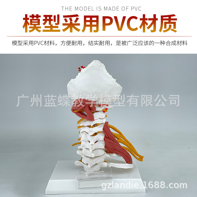 ���徱׵ģ�ʹ��������Ը����Ǽ�׵����ҽѧ��ѧ����ģ�Ϳɲ�װ