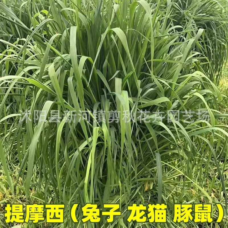 Импортные семена травы Тимоти кошачий хвост травы Тимоти трава Кормление кролика морская свинка многолетние кормовые семена
