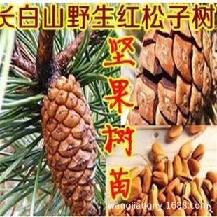 �t���Ӻ����Ӱ������Ә���|���������ј���Թ�������ɮ���Y��