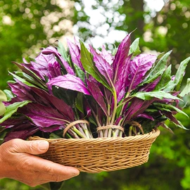 其他蔬菜;瓜果类;其他蔬菜制品