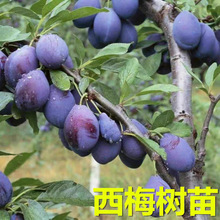 ��÷�����ϱ����Nֲ����Y�����Ե����̨ͥԺ�t��÷Ů��ʺ�