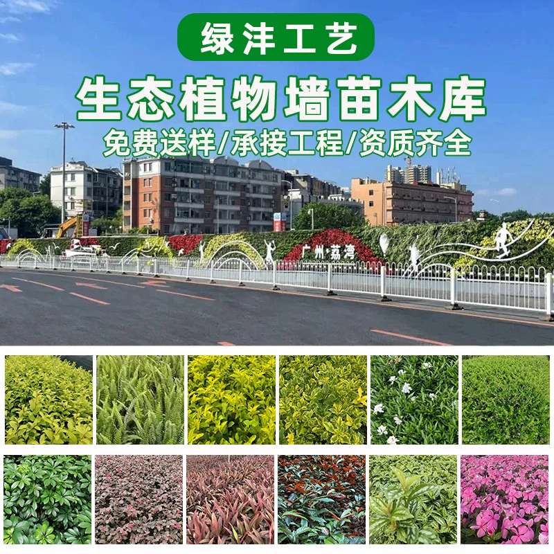 Саженцы утконоса папоротника папоротника с зеленым саженцем