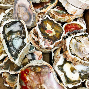 ����Ȼ�軯ľ�仯����Ƭ������ֲ�ﻯʯdiy����ԭʯľ�y�[�����|