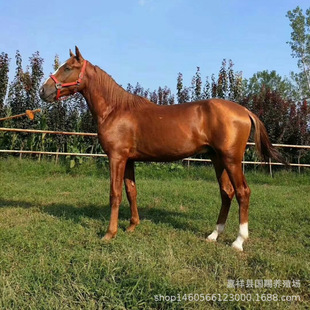 �����B�R��Ʒ�N�R �ɹ��R �������R ��Ѫ�R �T���R�Bֳ��