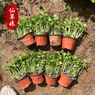 Wholesale February Orchid, Zhuge Cai, Flower Sea Garden Landscaping Project Seedlings, Road Greening, Perennial February Orchid Potted Plants