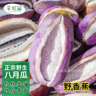 ���¹ϷN������Ұ�㽶�N����ɫˮ����ɫ����ը���㽶�ѷNһ�����l