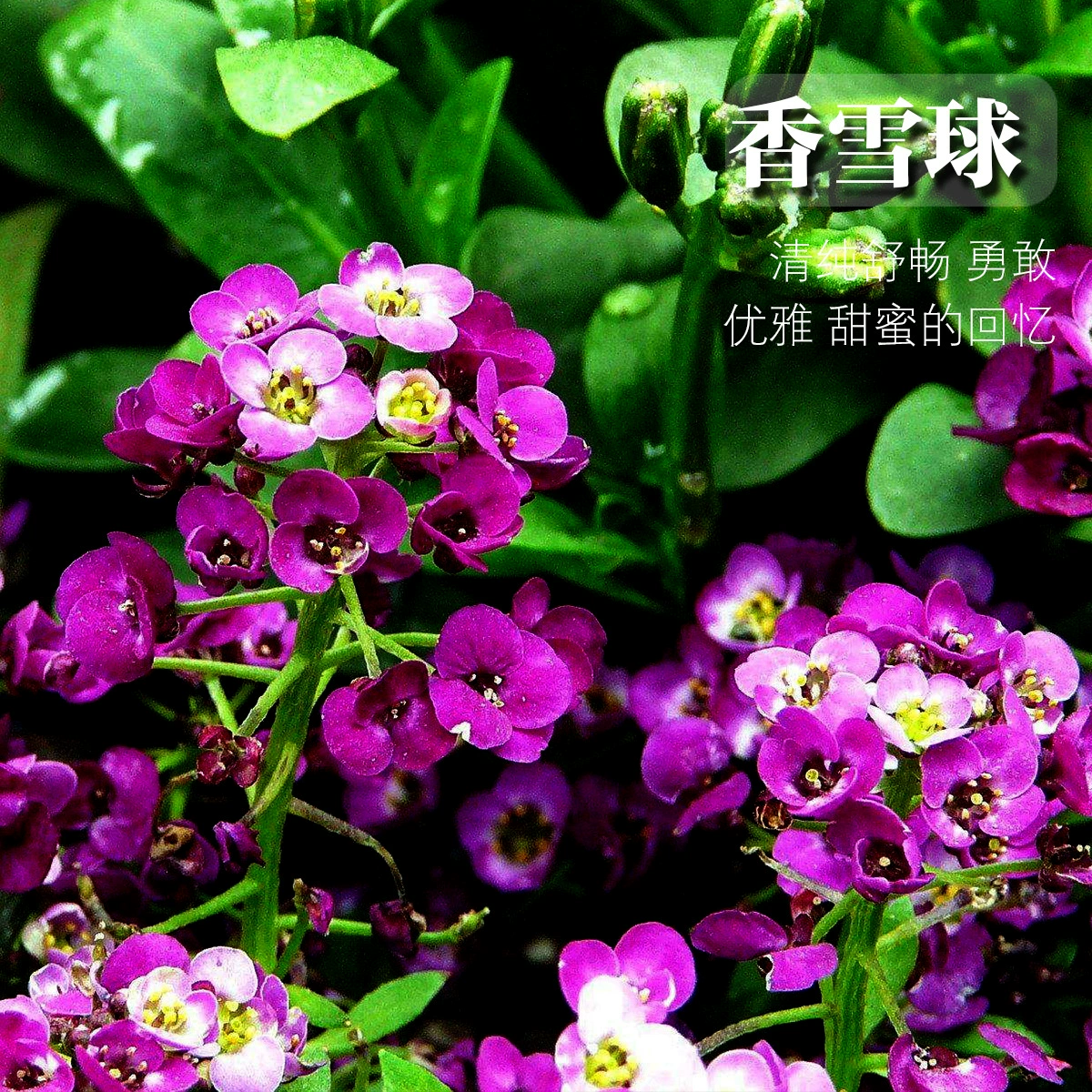 Оптовая Весенний Парк Цветочные Кровати Ароматные Семена Цветов Снежка Многолетние Балкон Горшечные Растения Виды Цветочных Семена Полевых Цветов