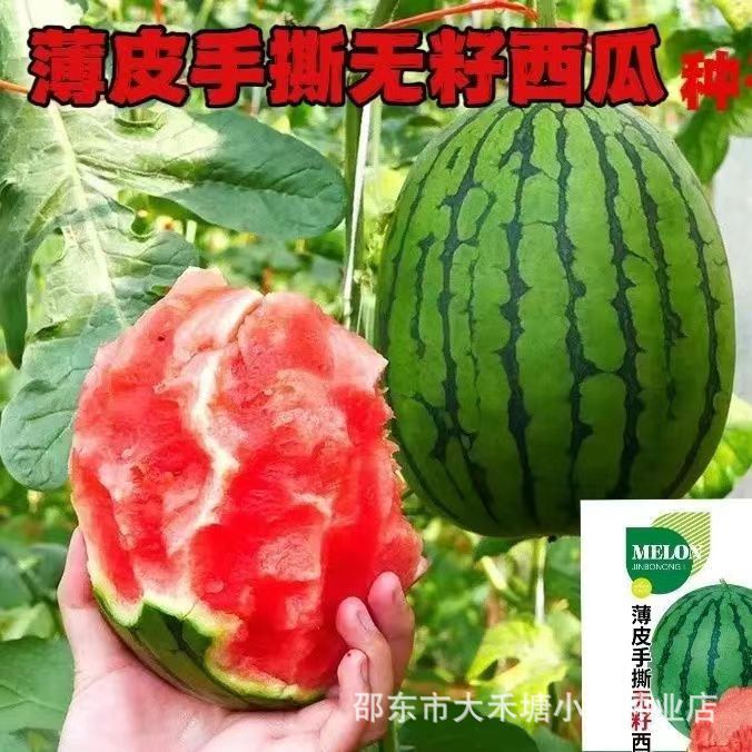 【正品】薄皮手撕无籽西瓜种子皮薄皮脆多汁高抗耐裂无籽西瓜种籽