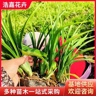 兰花三七小苗吉祥草 多年生植物苗耐寒四季常青观赏苗 兰花三七苗