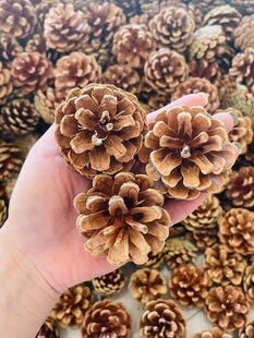 100���ɹ��b��ֹ������ɹ������}�Q�ɹ��ɻ��Ĕz����diy����